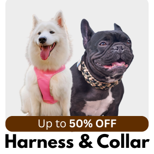Dog collar and harness leash